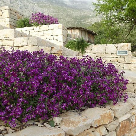 הוילה זיווגוסצה Kuca Za Odmor Viola מראה חיצוני תמונה
