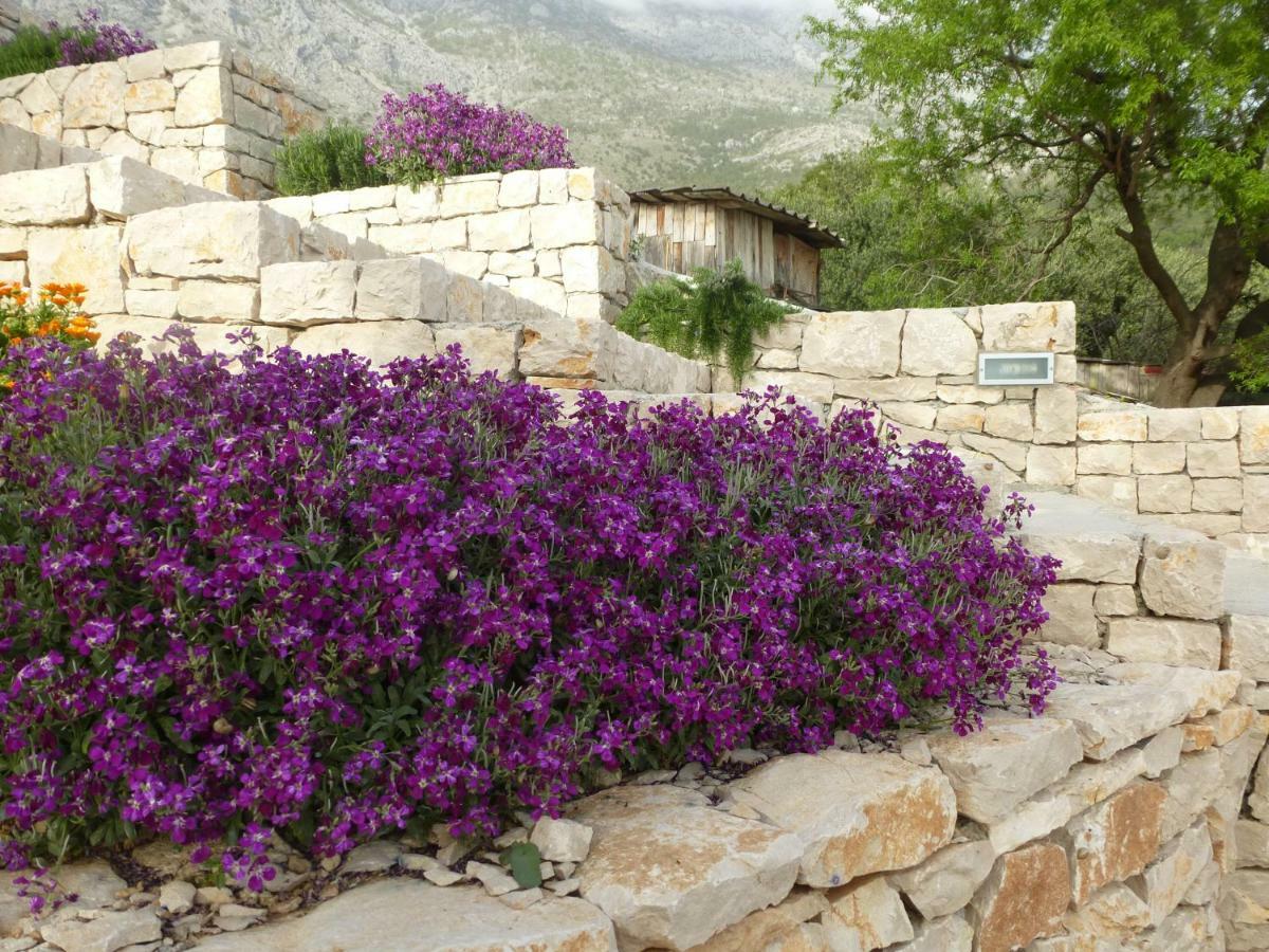 הוילה זיווגוסצה Kuca Za Odmor Viola מראה חיצוני תמונה